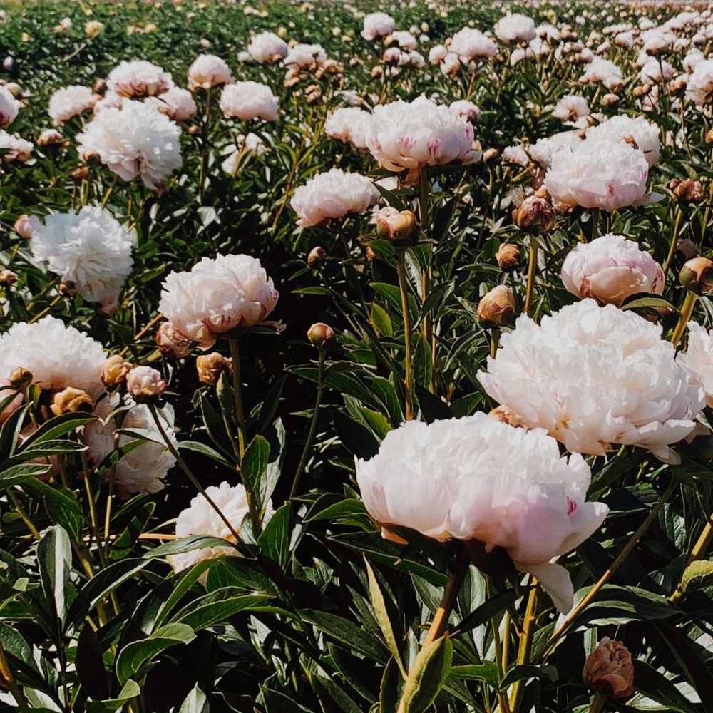 Instagram: @thefairestflower
